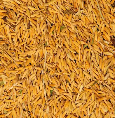 Wheat Straw